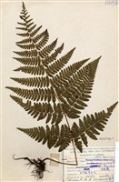 藏品(姬蕨)的圖片